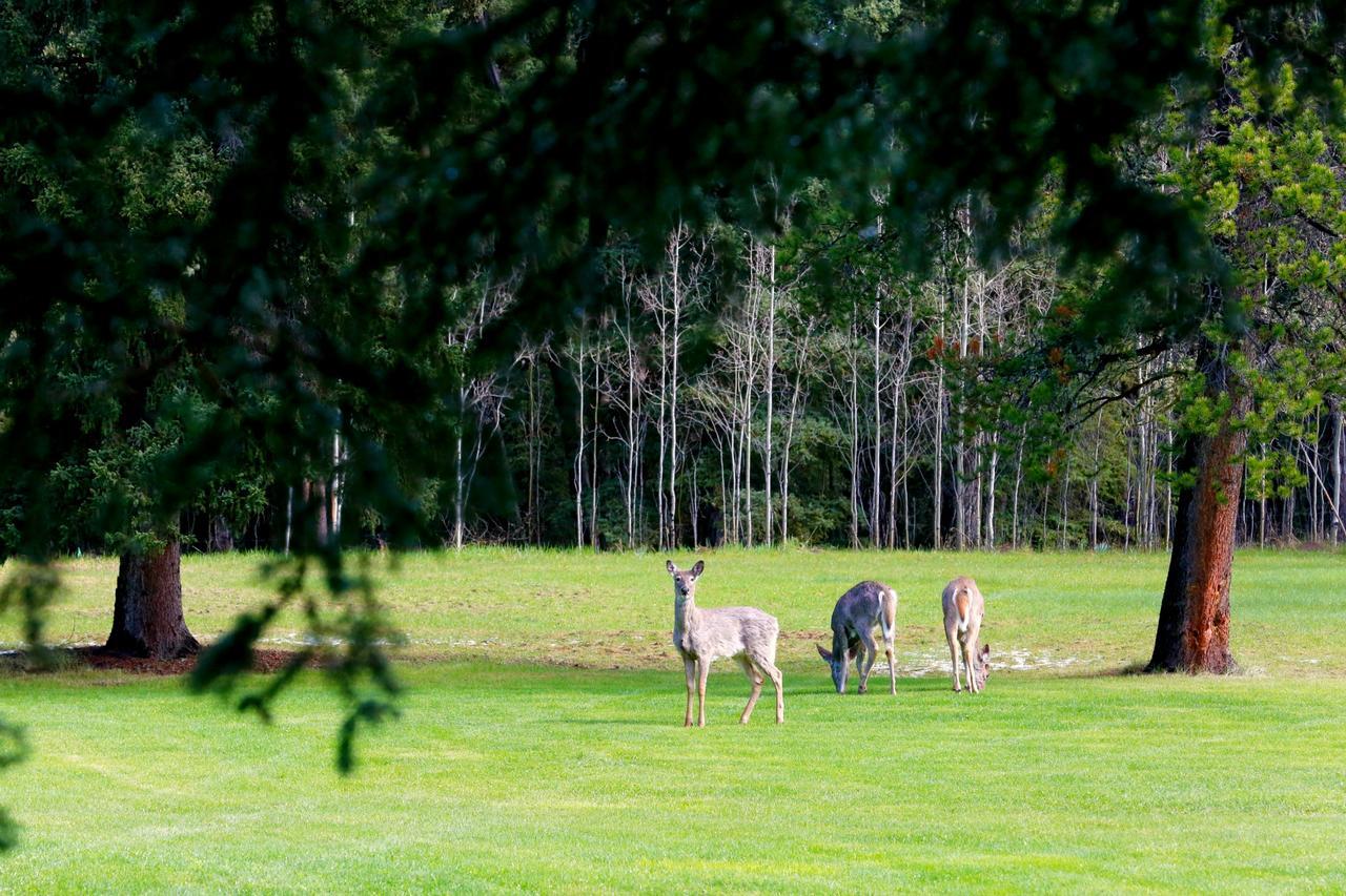 Bragg CreekSleepy Creek Country Manor住宿加早餐旅馆 外观 照片